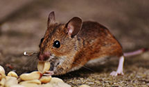 24 Hour & Emergency Exterminators in Sayre, OK